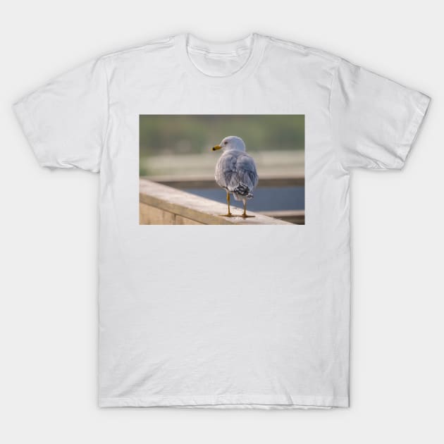 Ring-billed Gull Handrail Walker T-Shirt by Debra Martz